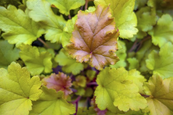 Closeup shot showing some fresh green leaves seen from above