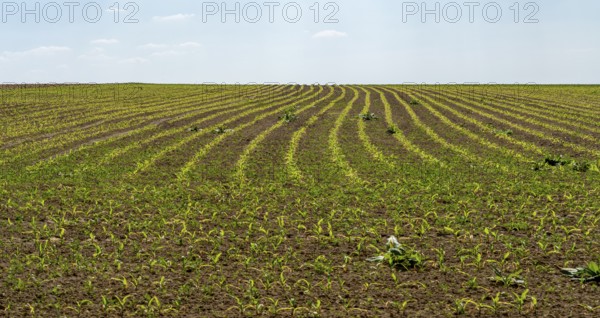 Sunny agricultural scenery showing a field with seedlings at spring time