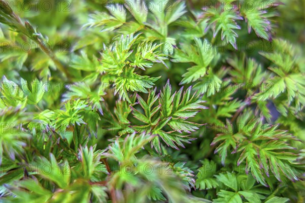 A natural full frame green leaves background