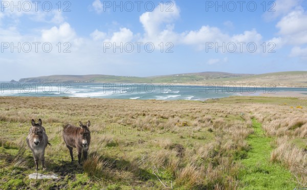 Coastal scenery including two donkeys on a meadow in Ireland