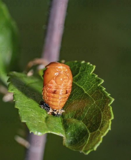 Low angle closeup shot showing the pupa of a ladybug on a green leaf