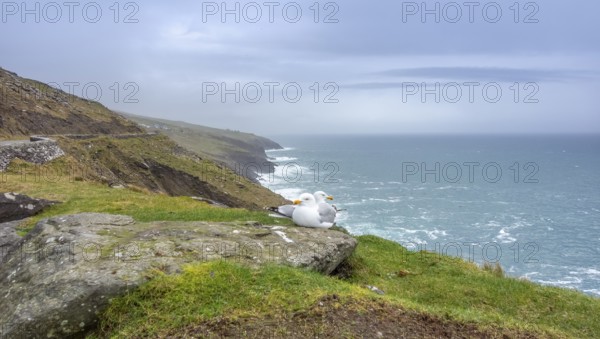 Coastal scenery including two seagulls near Dingle, a town in County Kerry, Ireland