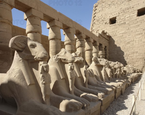 Sunny illuminated scenery with lots of sphinxes at the Precinct of Amun-Re in Egypt (Africa)