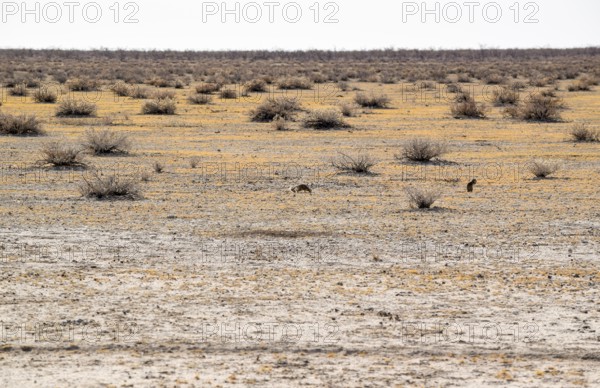 Sandy savanna scenery seen in Namibia