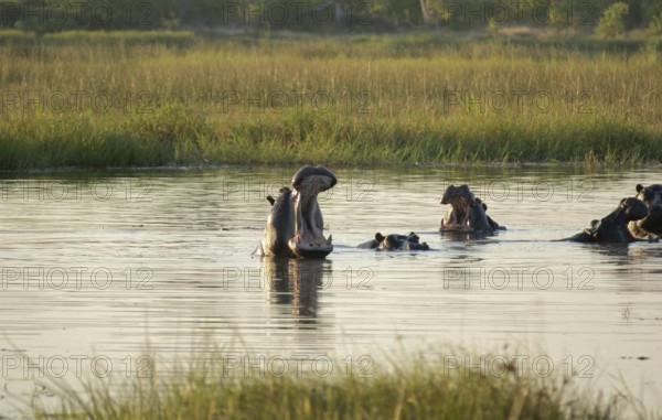 Flock of Hippos in a river at the Moremi Game Reserve in Botswana, Africa, at evening time