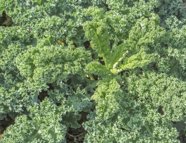 Sunny illuminated cabbage plants closeup