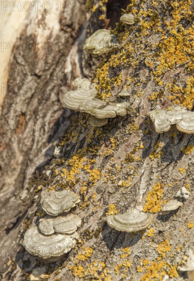 Some Conks on a lichen-overgrown tree trunk in sunny ambiance