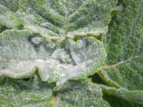 Full frame white-felted green leaves background