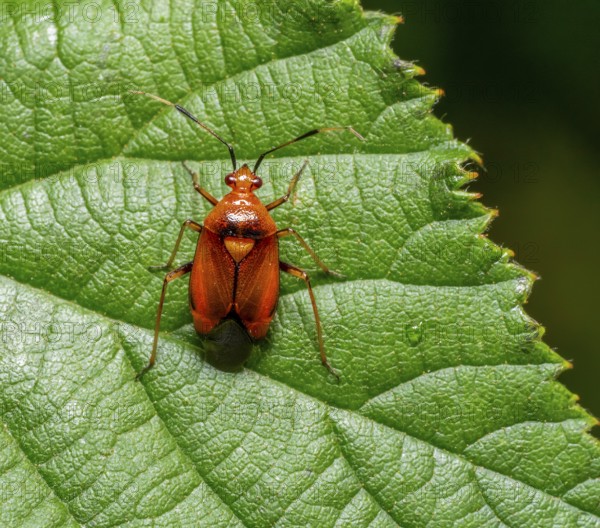 Macro shot showing the dorsal view of a Deraeocoris olivaceus mirid bug on a green leaf