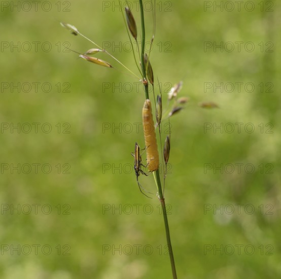 Meadow plant bug resting on a yellow caterpillar on a grass stipe in green ambiance
