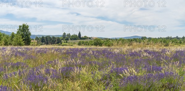 Lavender field near Mont Ventoux, a mountain in the Provence region of southern France