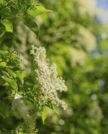 Closeup shot of some elderflowers in sunny ambiance