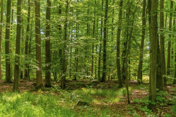 Sunny scenery in a idyllic forest at early summer time