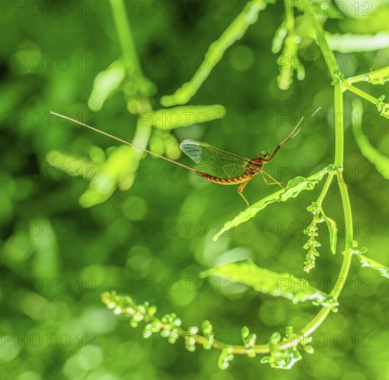 Sideways shot of a mayfly resting on a leaf in green vegetation ambiance