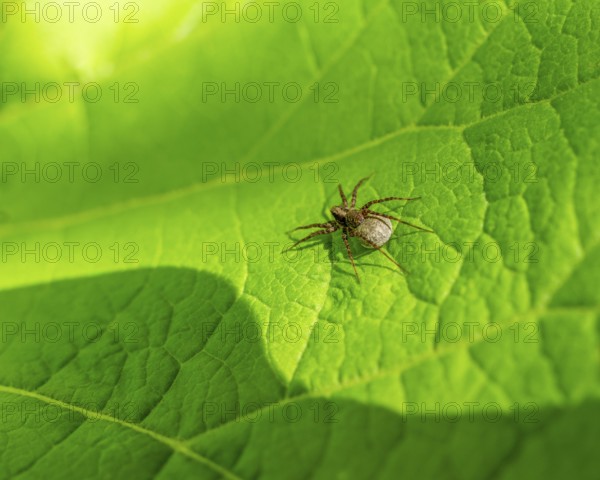 Rear view of a wolf spider with egg sac resting on a green leaf in sunny ambiance