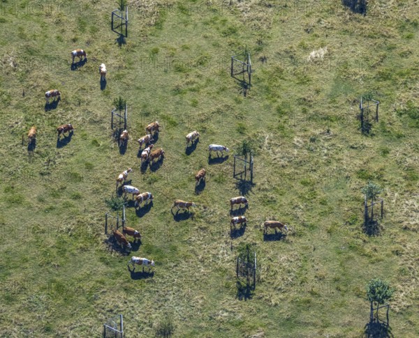 Aerial view, cows, cattle on pasture, near Münsterstraße and St.Josef senior centre, Hamm, Ruhr area, North Rhine-Westphalia, Germany, DE, Europe, birds-eyes, view, aerial view, aerial photography, aerial photography, overview, bird's eye view