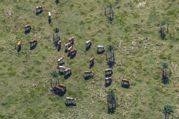 Aerial view, cows, cattle on pasture, near Münsterstraße and St.Josef senior centre, Hamm, Ruhr area, North Rhine-Westphalia, Germany, DE, Europe, birds-eyes, view, aerial view, aerial photography, aerial photography, overview, bird's eye view