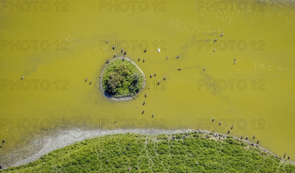 Aerial view, pond with island and water birds in the Lippe floodplains, Hamm, Ruhr area, North Rhine-Westphalia, Germany