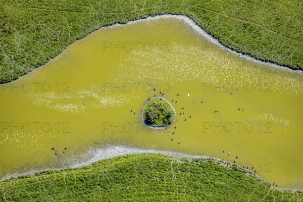 Aerial view, pond with island and water birds in the Lippe floodplains, Hamm, Ruhr area, North Rhine-Westphalia, Germany, DE, Europe, Lippestraße, aerial view, aerial photography, aerial photography, natural landscape, pond, overview, bird's-eye view, overview