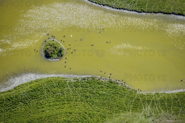 Aerial view, pond with island and water birds in the Lippe floodplains, Hamm, Ruhr area, North Rhine-Westphalia, Germany, DE, Europe, Lippestraße, aerial view, aerial photography, aerial photography, natural landscape, pond, overview, bird's-eye view, overview