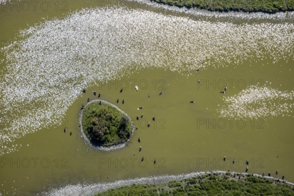 Aerial view, pond with island and water birds in the Lippe floodplains, Hamm, Ruhr area, North Rhine-Westphalia, Germany, DE, Europe, Lippestraße, aerial view, aerial photography, aerial photography, natural landscape, pond, overview, bird's-eye view, overview