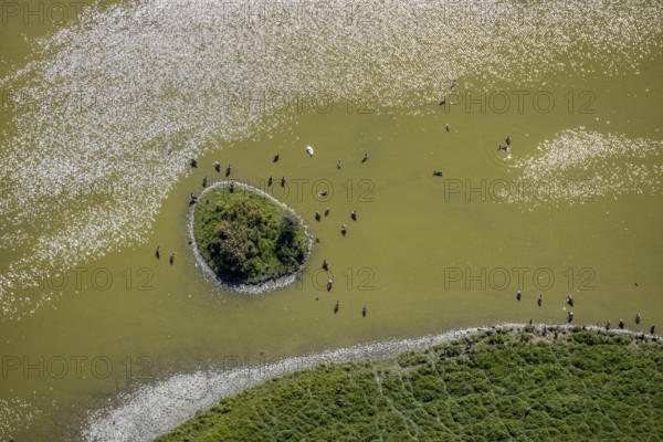 Aerial view, pond with island and water birds in the Lippe floodplains, Hamm, Ruhr area, North Rhine-Westphalia, Germany, DE, Europe, Lippestraße, aerial view, aerial photography, aerial photography, natural landscape, pond, overview, bird's-eye view, overview