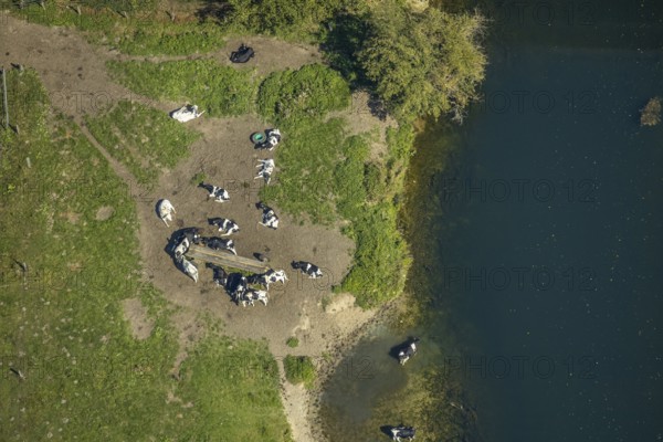 Aerial view, cows in the Lippe floodplains, river Lippe, Hamm, Ruhr area, North Rhine-Westphalia, Germany, DE, Europe, Freisfeld farm, Lippestraße, aerial view, aerial photography, aerial photography, overview, bird's-eye view, overview
