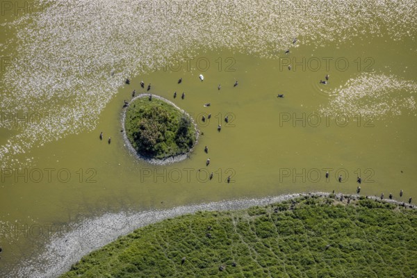 Aerial view, pond with island and water birds in the Lippe floodplains, Hamm, Ruhr area, North Rhine-Westphalia, Germany, DE, Europe, Lippestraße, aerial view, aerial photography, aerial photography, natural landscape, pond, overview, bird's-eye view, overview