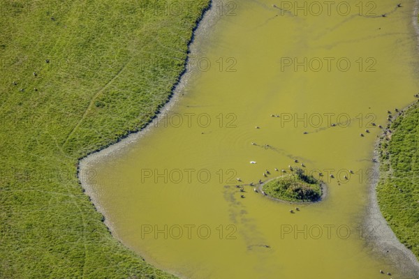 Aerial view, pond with island and water birds in the Lippe floodplains, Hamm, Ruhr area, North Rhine-Westphalia, Germany, DE, Europe, Lippestraße, aerial view, aerial photography, aerial photography, natural landscape, pond, overview, bird's-eye view, overview