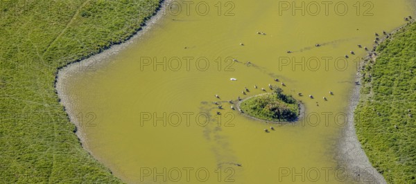 Aerial view, pond with island and water birds in the Lippe floodplains, Hamm, Ruhr area, North Rhine-Westphalia, Germany, DE, Europe, Lippestraße, aerial view, aerial photography, aerial photography, natural landscape, pond, overview, bird's-eye view, overview