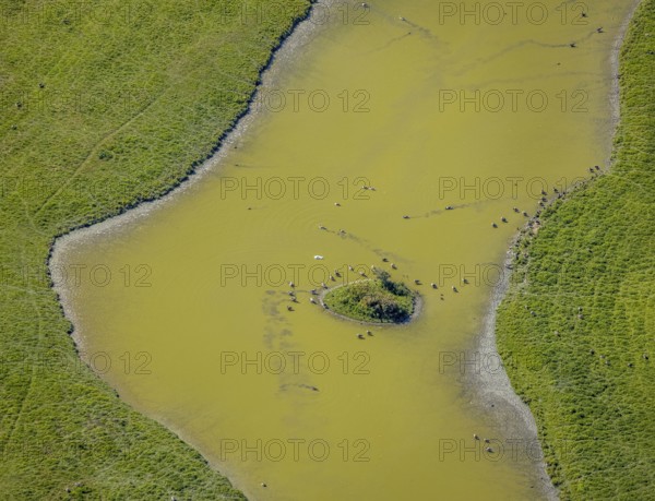 Aerial view, pond with island and water birds in the Lippe floodplains, Hamm, Ruhr area, North Rhine-Westphalia, Germany