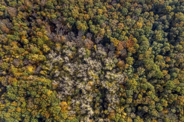 Aerial view, Pilsholz Forest, Rhynern, Hamm, Ruhr area, North Rhine-Westphalia, Germany, DE, Europe, shapes and colours, autumn colours, In der Pielsheide, aerial view, aerial photography, aerial photography, mixed forest, local recreation area, overview, bird's-eye view, forest, forest area, woodland, birds-eyes view, overview