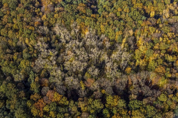 Aerial view, Pilsholz Forest, Rhynern, Hamm, Ruhr area, North Rhine-Westphalia, Germany, DE, Europe, shapes and colours, autumn colours, In der Pielsheide, aerial view, aerial photography, aerial photography, mixed forest, local recreation area, overview, bird's-eye view, forest, forest area, woodland, birds-eyes view, overview