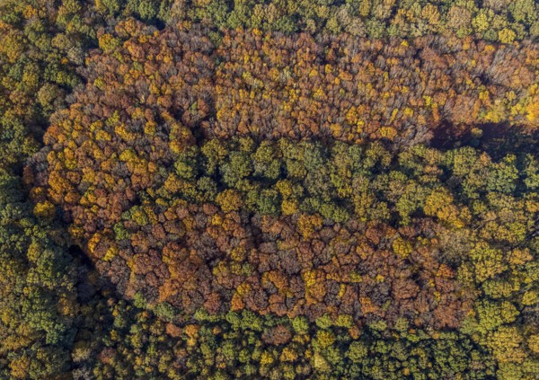 Aerial view, Hüls Wald Caldenhofer Weg, Rhynern, Hamm, Ruhr area, North Rhine-Westphalia, Germany, DE, Europe, shapes and colours, autumn colours, aerial view, aerial photography, aerial photography, mixed forest, overview, bird's-eye view, forest, forest area, birds-eyes view, overview