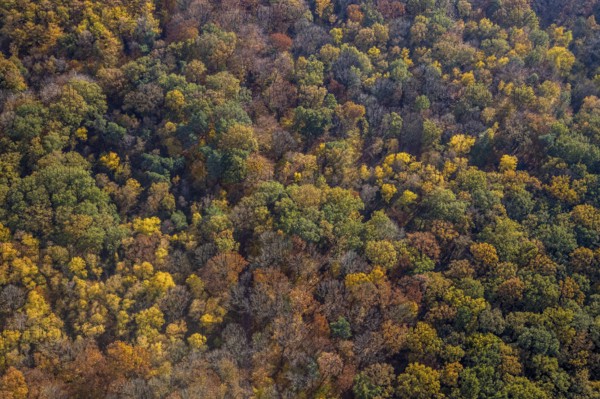 Aerial view, Pilsholz Forest, Rhynern, Hamm, Ruhr area, North Rhine-Westphalia, Germany, DE, Europe, shapes and colours, autumn colours, In der Pielsheide, aerial view, aerial photography, aerial photography, mixed forest, local recreation area, overview, bird's-eye view, forest, forest area, woodland, birds-eyes view, overview