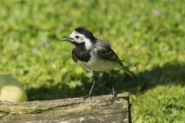 Wagtail with open beak looking left on tree trunk in green grass, Buchhofen, Bavaria, Germany