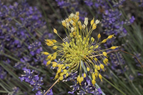 Yellow leek inflorescence with many yellow flowers in front of purple flowers, Buchhofen, Bavaria, Germany