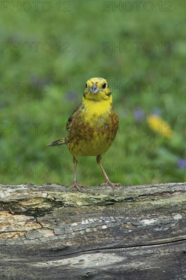 Yellowhammer standing on tree trunk in green grass looking from the front, Buchhofen, Bavaria, Germany
