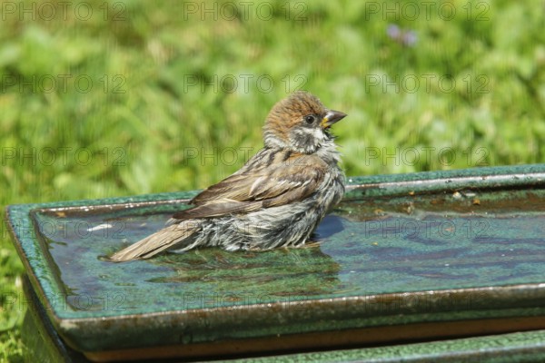 House sparrow sitting on table with water in green grass looking right, Buchhofen, Bavaria, Germany