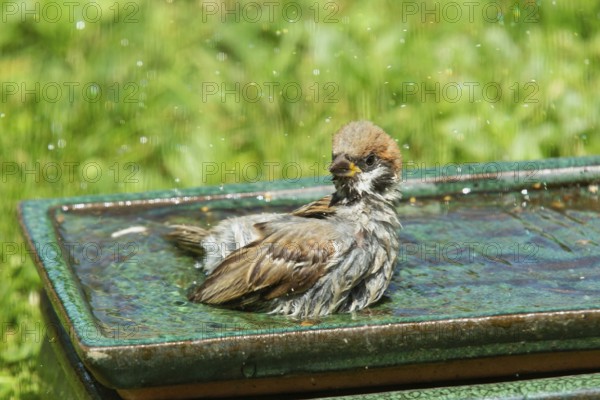 House sparrow sitting on table with water in green grass looking from front left, Buchhofen, Bavaria, Germany