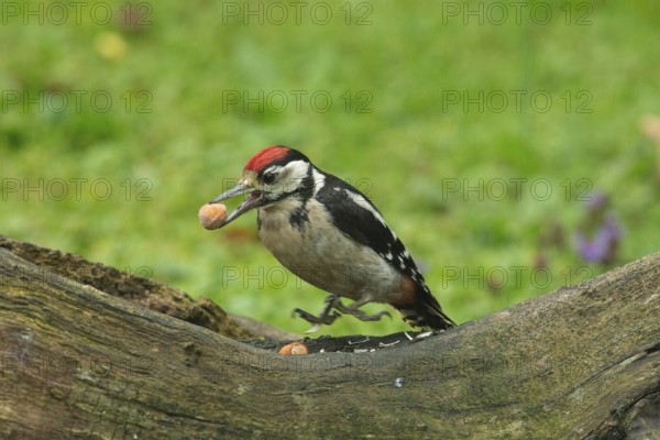 Spotted woodpecker young bird with nut in beak sitting on tree trunk looking left, Buchhofen, Bavaria, Germany