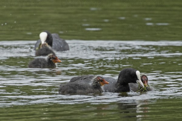 Blessralle adult bird with food in beak swimming right seeing with three young birds swimming differently in water, Nuremberg, Bavaria, Germany