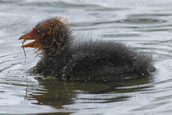 Blessralle Jungvogel swimming left looking in water, Nuremberg, Bavaria, Germany