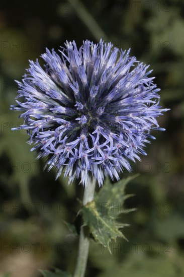 Blue globe thistle blue opened flowers, Buchhofen, Bavaria, Germany