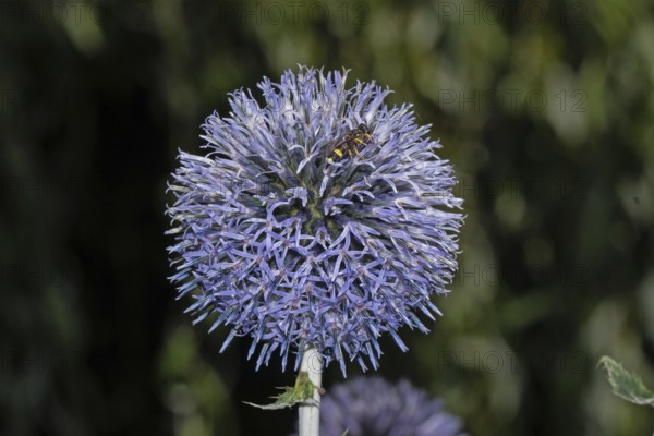 Blue globe thistle seeing blue open flowers with insect sitting right, Buchhofen, Bavaria, Germany