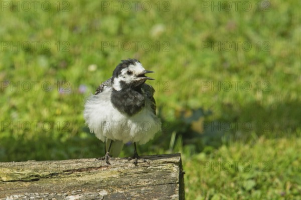 Wagtail with open beak on tree trunk in green grass looking from front right, Buchhofen, Bavaria, Germany