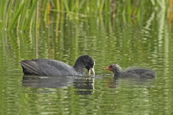 Blessralle adult bird swimming right looking down next to young bird swimming left looking in water, Nuremberg, Bavaria, Germany