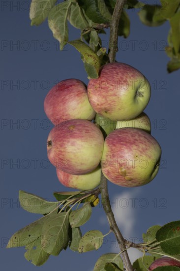 Apple branch with green leaves and several red apples against a blue sky, Buchhofen, Bavaria, Germany