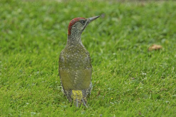 Green woodpecker looking young bird standing in green grass from back right, Buchhofen, Bavaria, Germany