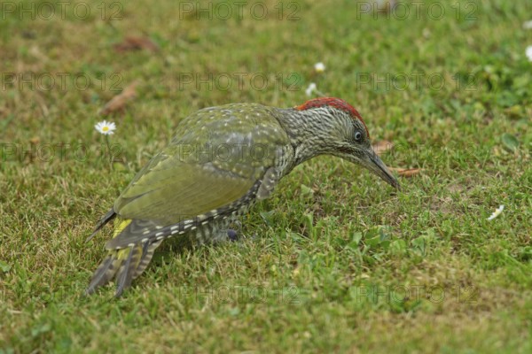 Green woodpecker young bird standing in green grass looking on the right, Buchhofen, Bavaria, Germany